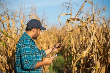 Farmer collects crop data using a tablet while inspecting dry corn plants in the field, representing smart farming and data-driven agriculture.