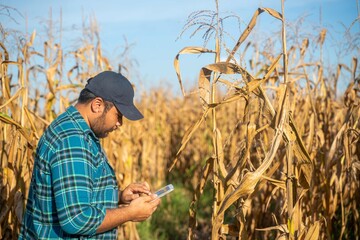 Young agricultural worker examines corn plants and takes notes on a tablet, reflecting agricultural innovation and digital field research.