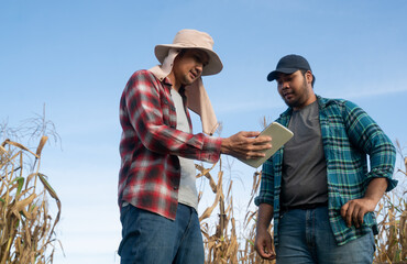 Two farmers using digital tools in a cornfield, demonstrating smart agriculture, teamwork, and technology-driven crop management.