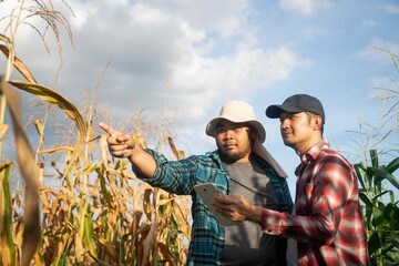 Two men checking farming data on a tablet in a cornfield, showing modern agricultural cooperation and technology-based productivity.