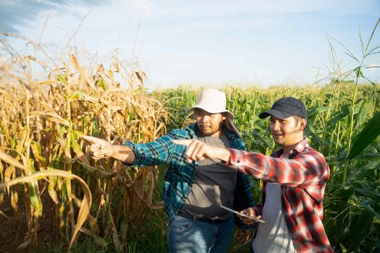 Asian farmers comparing dry corn plants and green crops using tablet technology, symbolizing agricultural analysis and smart farming techniques.