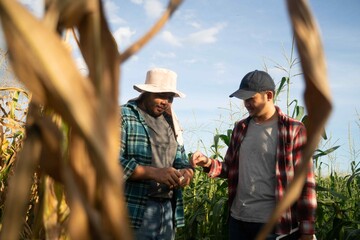 Farmers in flannel shirts comparing harvested corn seeds under natural sunlight, showcasing...