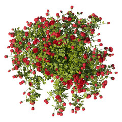 Fototapeta premium Red rose bush top view isolated transparent background 3d rendering PNG 16 bit 