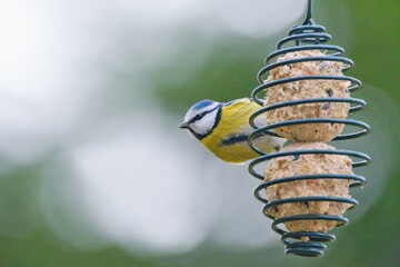 Winter garden scene with blue tit bird eating a fat ball. © Tunatura