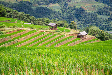 Rice fields on terraces of Mu Cang Chai, Vietnam.