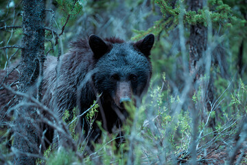Wild bear standing in forest showing alert behavior in nature