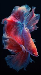 Fototapeta premium Vibrant Colorful Betta Fish with Flowing Fins in Deep Blue Background