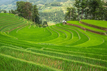 Rice fields on terraces of Mu Cang Chai, Vietnam.