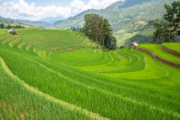 Fototapeta premium Rice fields on terraces of Mu Cang Chai, Vietnam.
