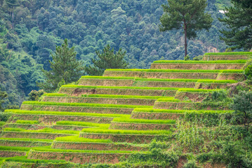 Rice fields on terraces of Mu Cang Chai, Vietnam.