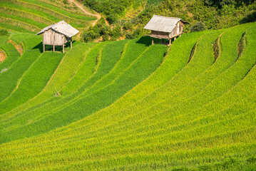 Rice fields on terraces of Mu Cang Chai, Vietnam.