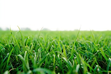 Fototapeta premium Grass field nature backgrounds landscape.