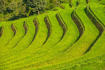 Rice fields on terraces of Mu Cang Chai, Vietnam.