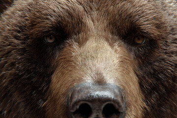 bear,wild bear,wildlife,face,close up,portrait,animal,real photo,realistic,powerful,strong,intense,dominant,expression,eyes,nose,fur texture,nature,forest,outdoor,one bear,large animal,mammal,predator