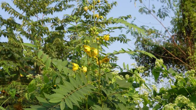 Senna occidentalis, commonly known as coffee senna, styptic weed, or septicweed