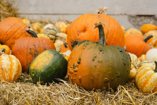Group of colorful pumpkins on straw at an autumn harvest pumpkin patch