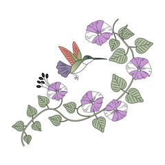 A vintage style illustration showing morning glory