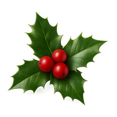 Realistic winter holly foliage with bright red berries isolated on a transparent background for festive decorations, A realistic branch of Christmas holly leaves with glossy red berry, PNG