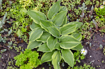 Beautiful Hosta leaves. Hosta - an ornamental plant for landscaping park and garden design. Family name Asparagaceae, Scientific name Hosta plantaginea