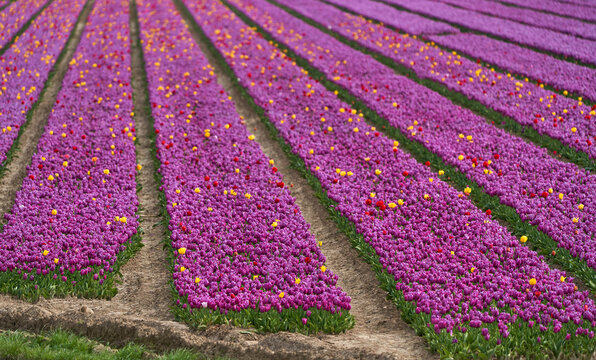 Field of purple tulips in blossom in Holland on a spring day - Powered by Adobe