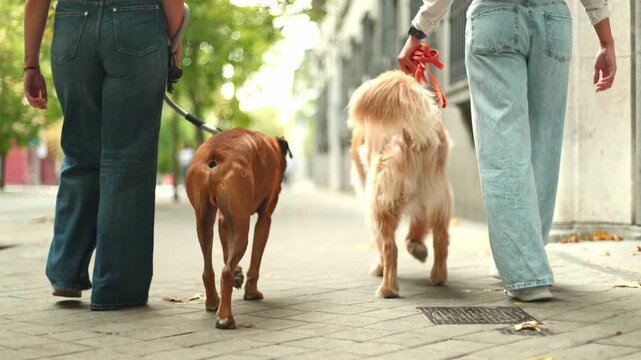 Two women walking dogs on a city sidewalk