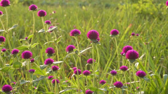 field of globe amaranth or Gomphrena globosa