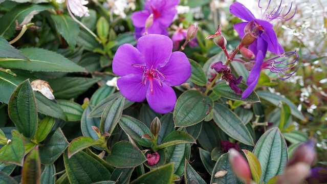 Princess Flower