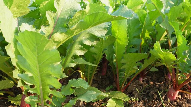field of growing beetroots