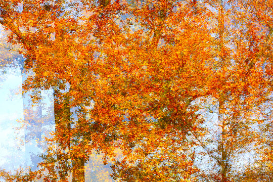 Colorful autumn foliage in a German forest during October or November