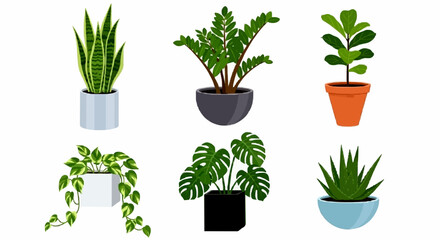 A collection of six diverse potted green houseplants in various decorative containers on a white background.