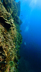 Coral reef. From a scuba dive in the Red Sea in Egypt.