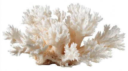 White coral fragment isolated on white background