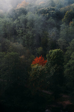 autumn  in the forest with one red tree
