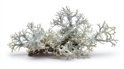 Snow lichen isolated on white background
