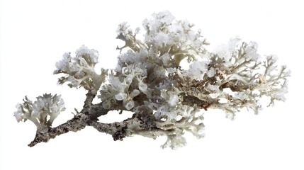 Snow lichen isolated on white background