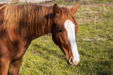 Obraz premium horse in the field