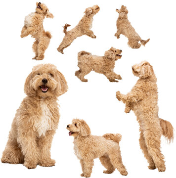 Collage of playful fluffy dog posing and jumping in multiple positions on transparent background. Concept of pet care visuals, animal behavior materials, and cheerful domestic dog imagery.