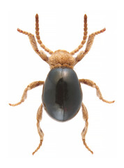 Mezium americanum, the American spider beetle or black spider beetle, is a insect species in the subfamily Ptininae.