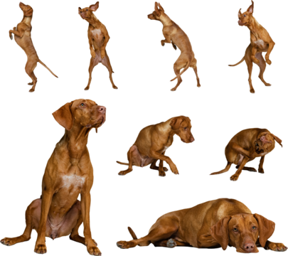 Energetic short-haired dog moving, sitting, and reacting in various poses on transparent background. Concept of pet activity visuals, behavior explanation, and expressive dog imagery.
