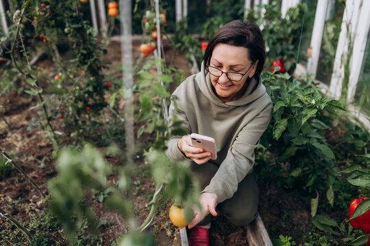 Farmer using smartphone while harvesting vegetables in greenhouse