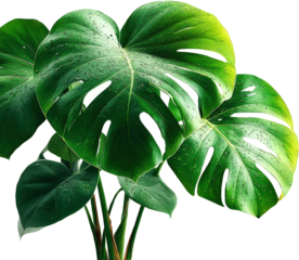 Vibrant green monstera deliciosa leaves with water droplets
