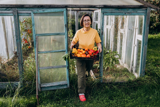 Farmer harvesting organic vegetables in garden greenhouse outdoors
