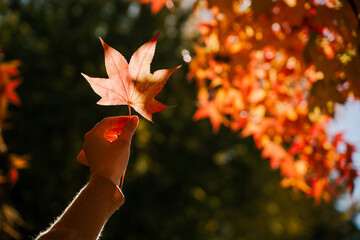 Hand holding maple leaf with sunlight in autumn demonstrating mindfulness