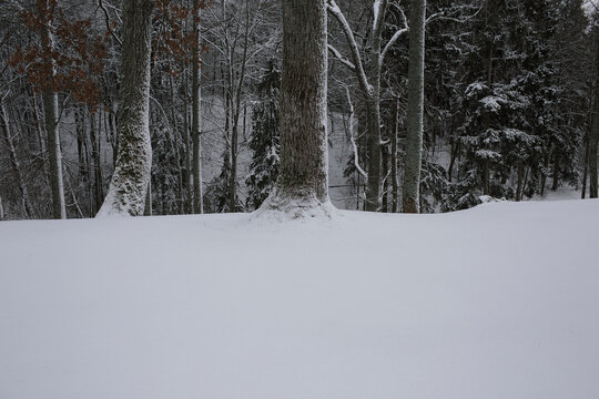snow covered trees in winter