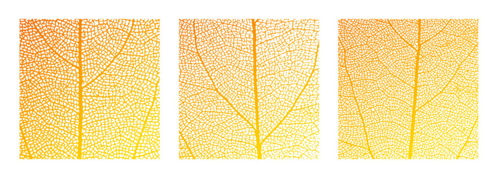 Leaf vein cell skeleton texture abstract background set with close up plant leaf cells structure pattern vector illustration. Macro orange leaf vein skeleton organic lattice natural foliage texture.