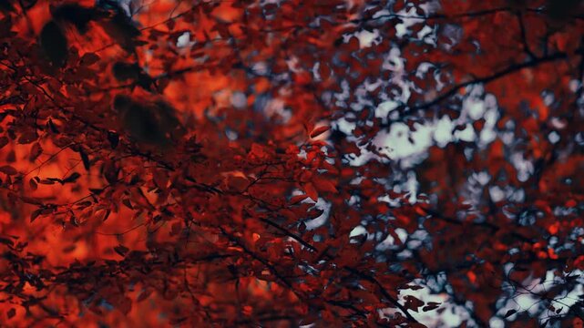 texture of a red stone