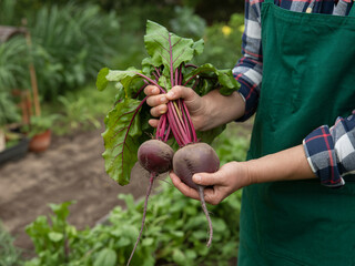Freshly harvested beets from the garden held by a farmer wearing a green apron, perfect for healthy eating campaigns and organic produce promotions.