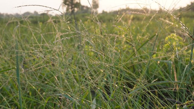 field of grass, likely a species of crabgrass from the genus Digitaria