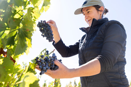 Worker harvesting grapes in vineyard at Aranda de Duero Spain