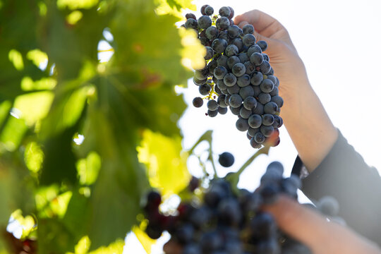 Hand harvesting grapes in sunlight at vineyard in Aranda de Duero Spain